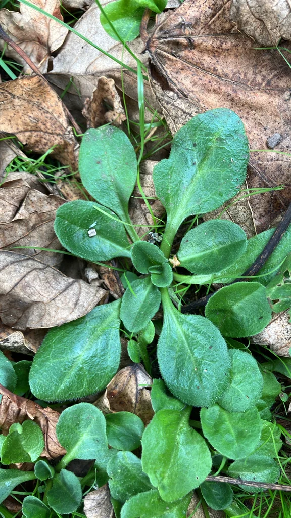 Bellis Perennis