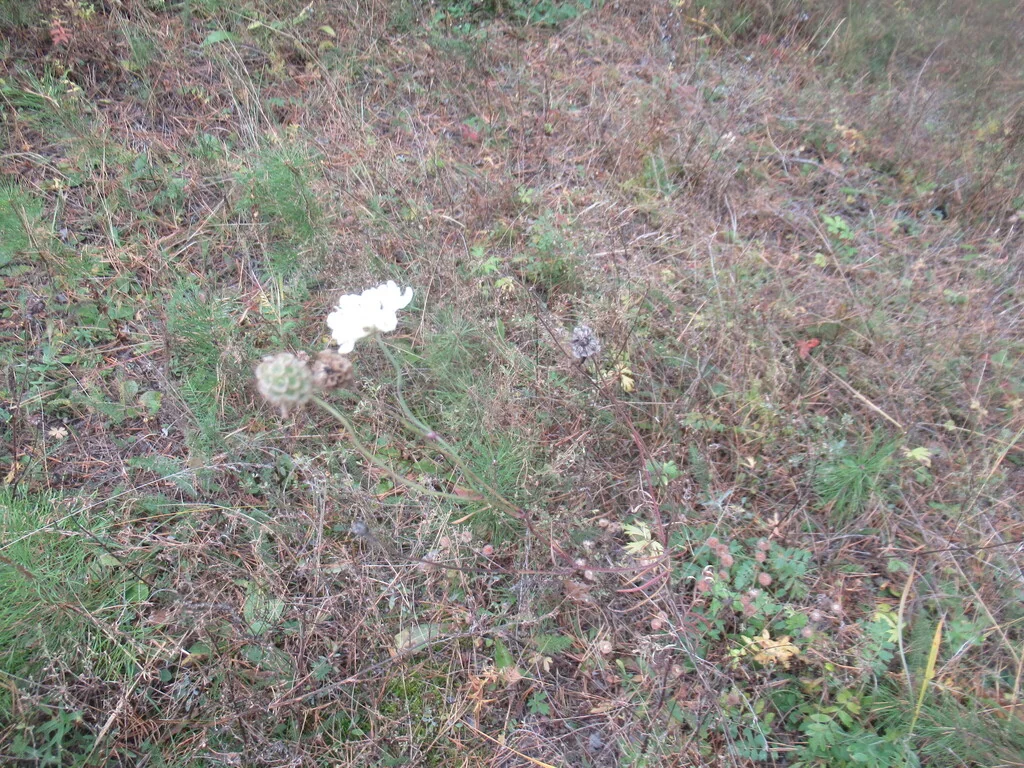 Scabiosa Ochroleuca