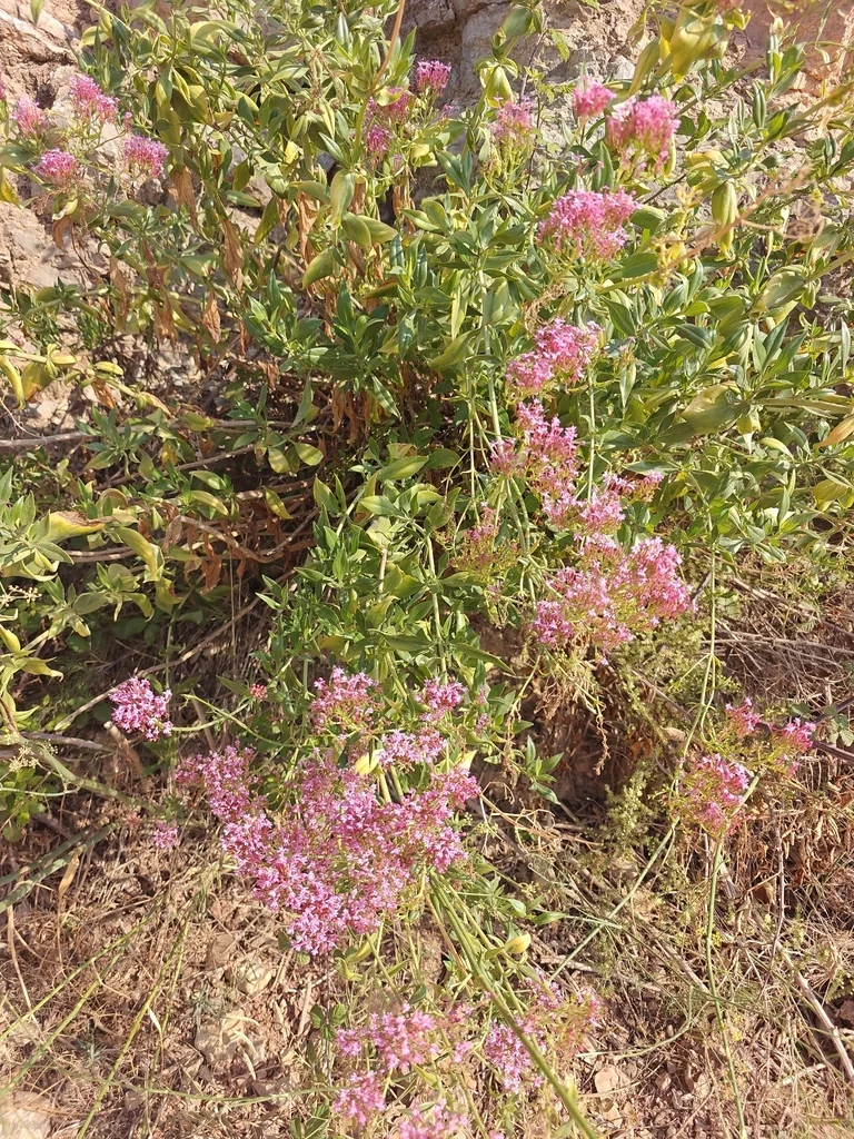 Centranthus Ruber