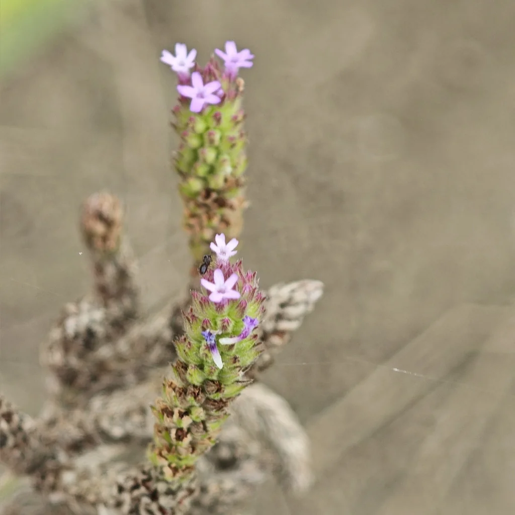 Verbena Bonariensis