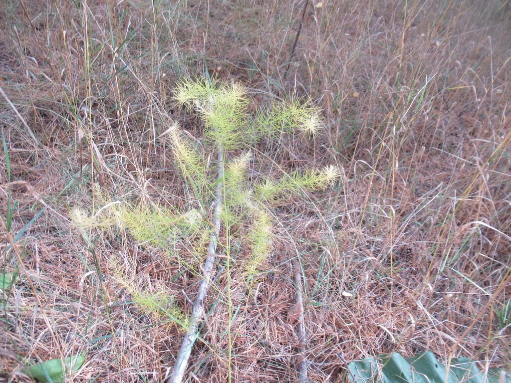 Asparagus Officinalis