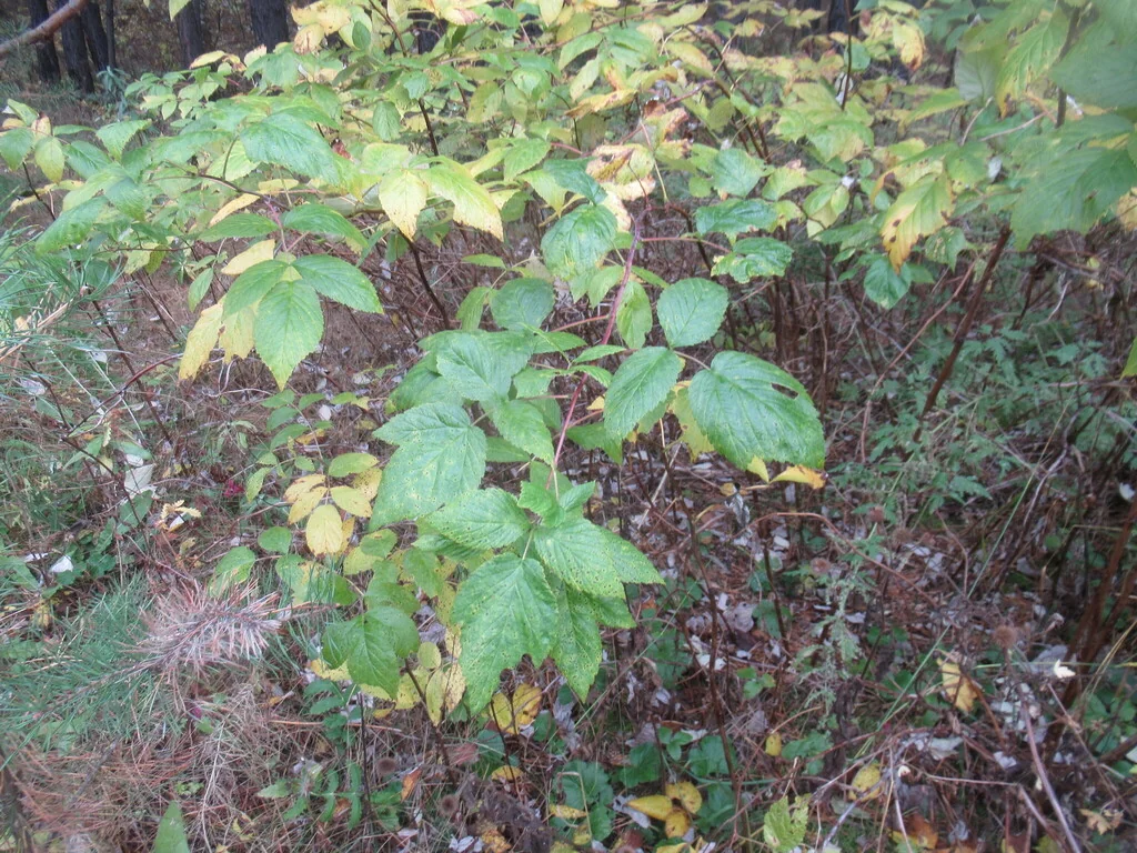 Rubus Idaeus