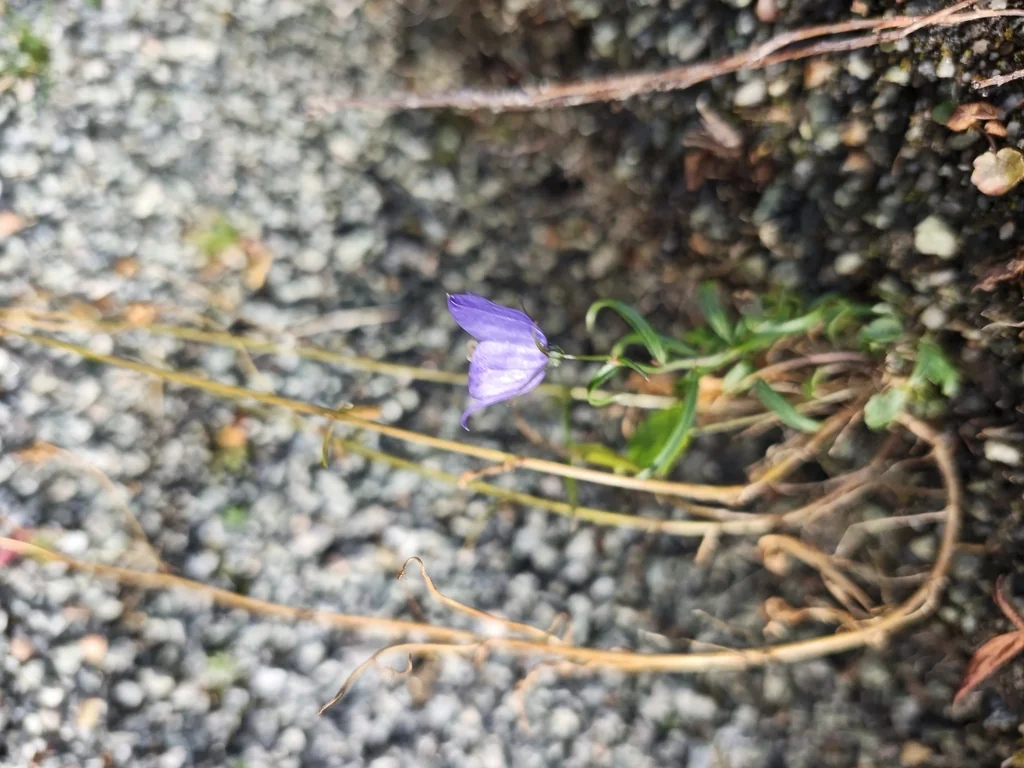 Campanula Rotundifolia