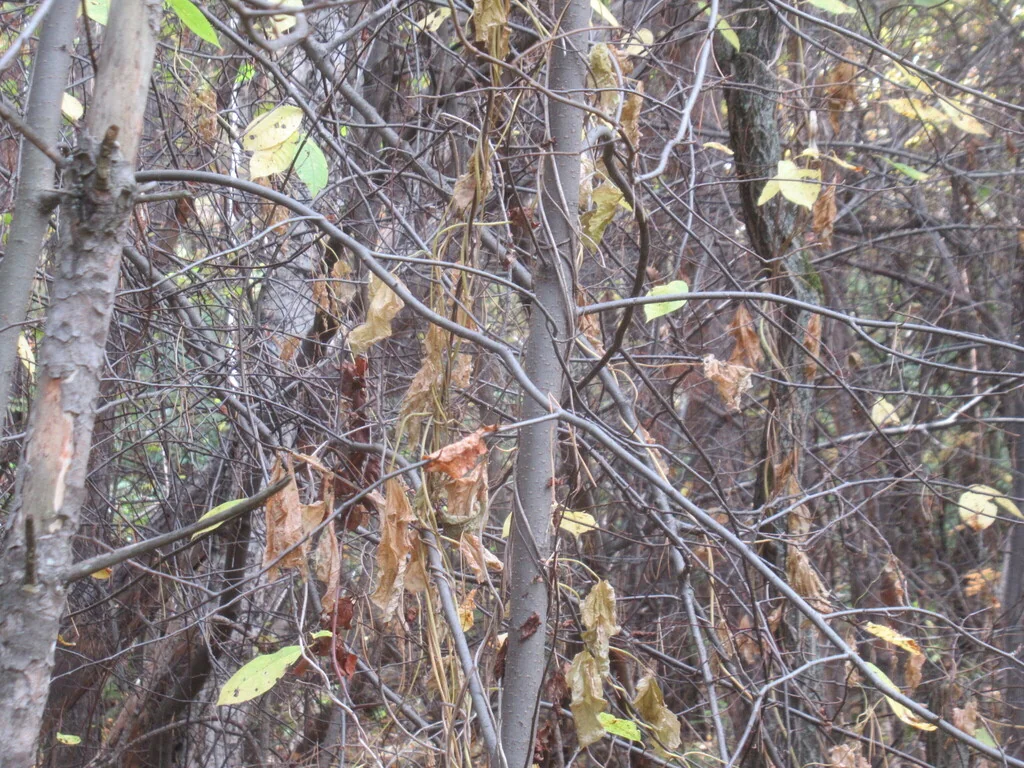 Humulus Lupulus