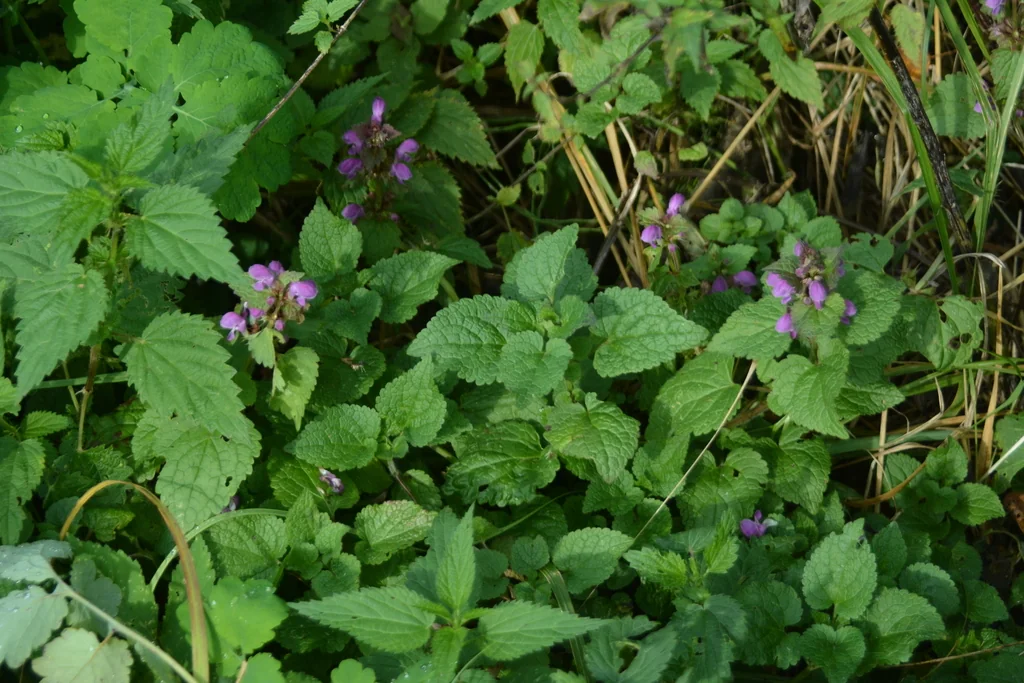 Lamium maculatum