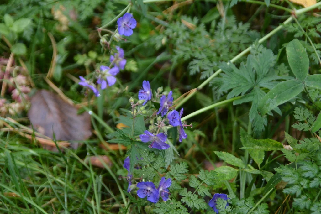 Geranium pratense