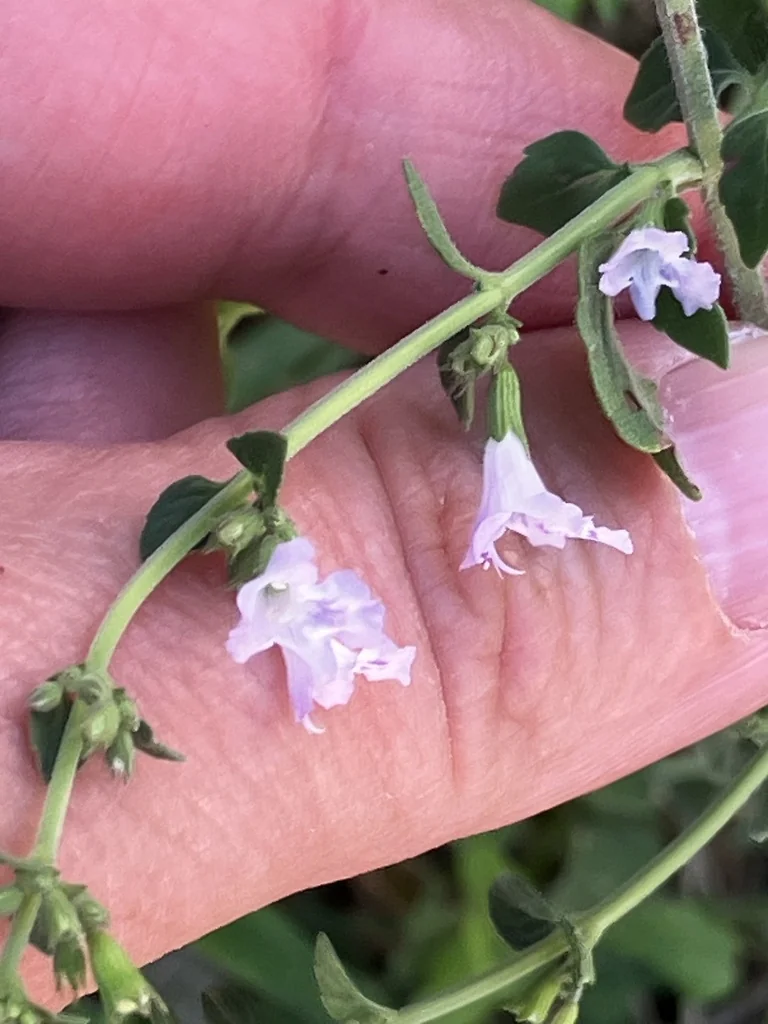 Calamintha Nepeta