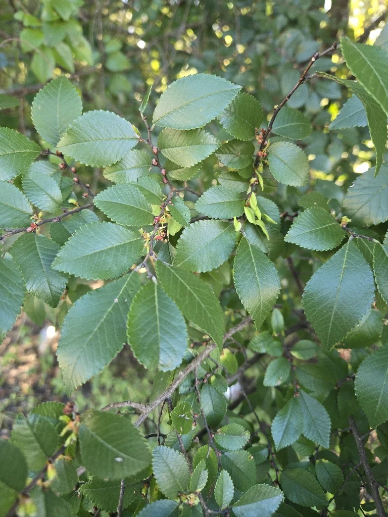 Ulmus Parvifolia