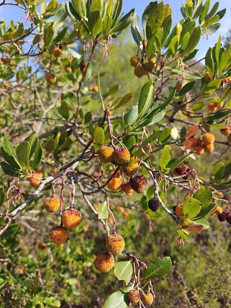 Arbutus Unedo