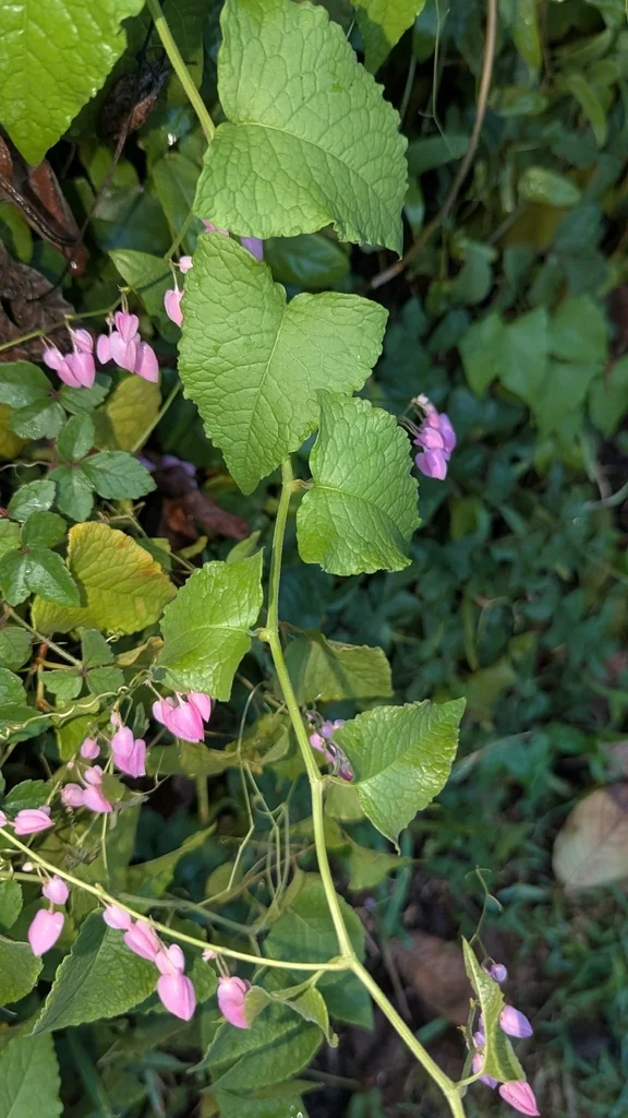 Antigonon Leptopus
