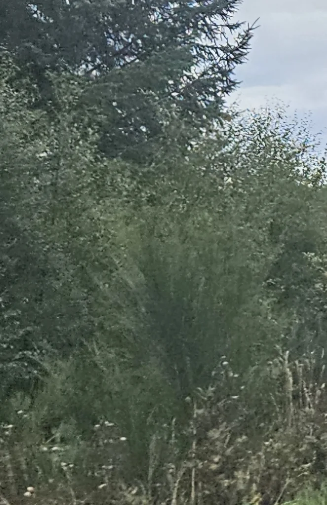 Cytisus Scoparius