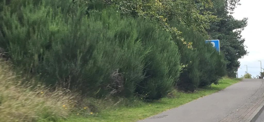 Cytisus Scoparius