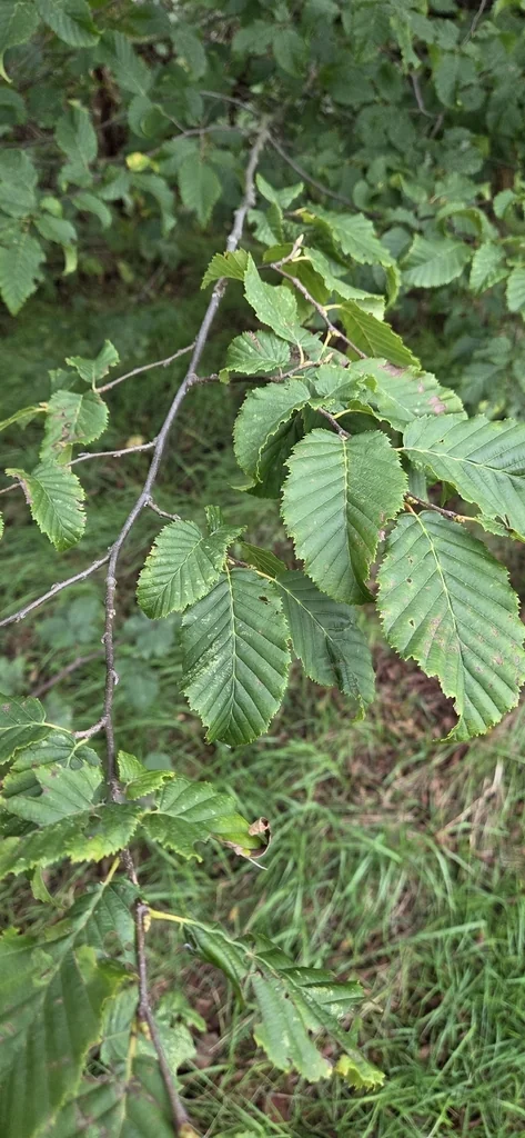 Carpinus Betulus