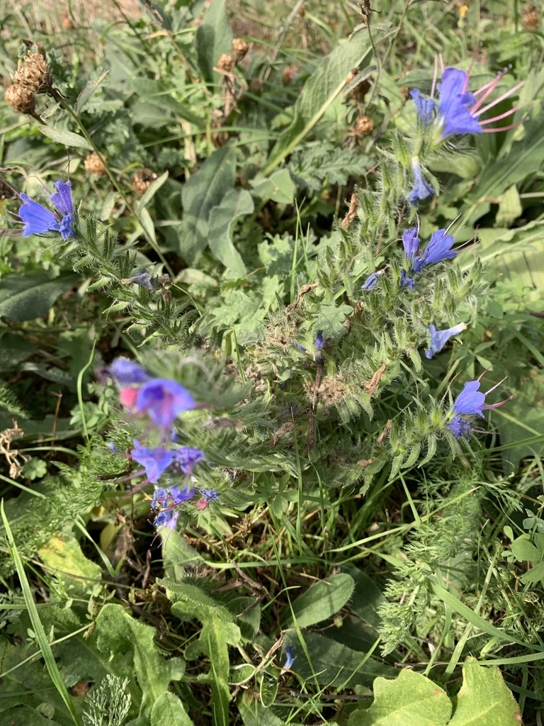 Echium Vulgare