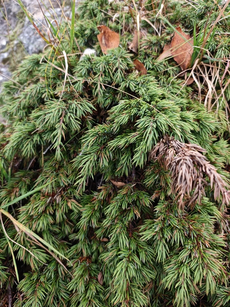 Juniperus Communis