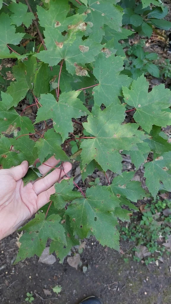 Acer Rubrum