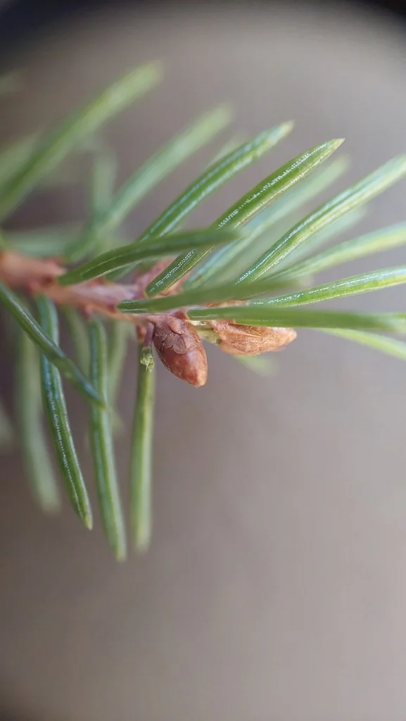 Picea Glauca