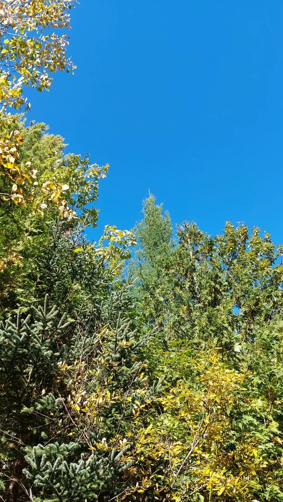 Larix Laricina