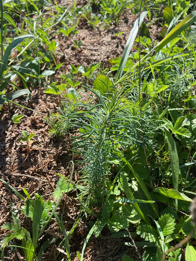 Euphorbia Cyparissias