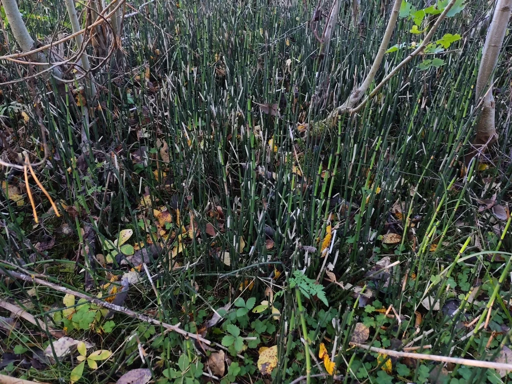Equisetum Hyemale