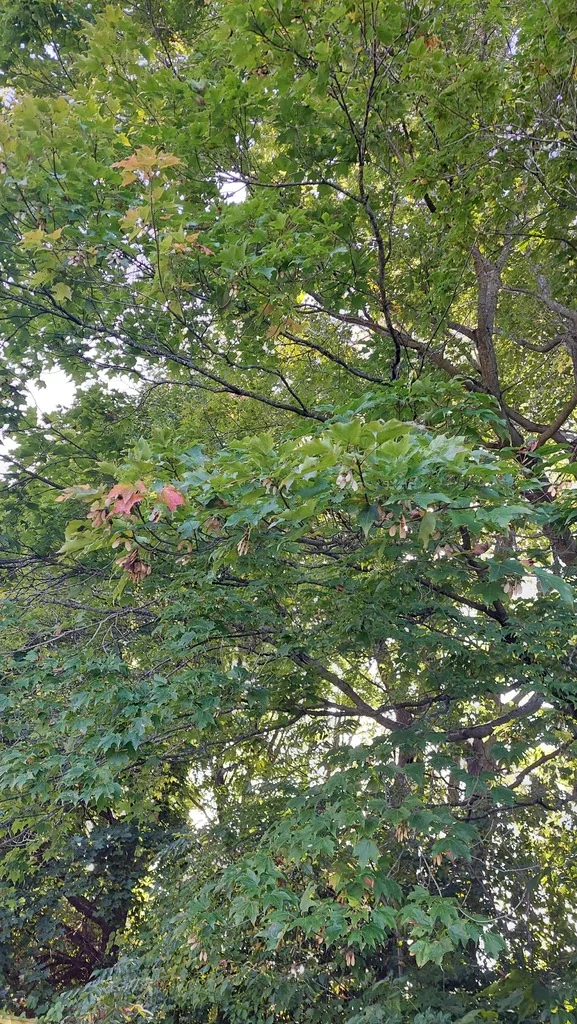 Acer Saccharum