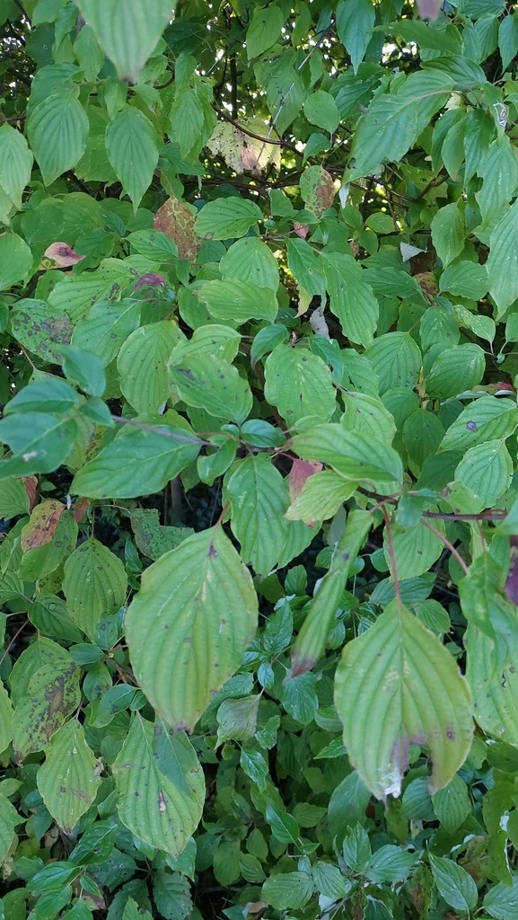 Cornus Alternifolia