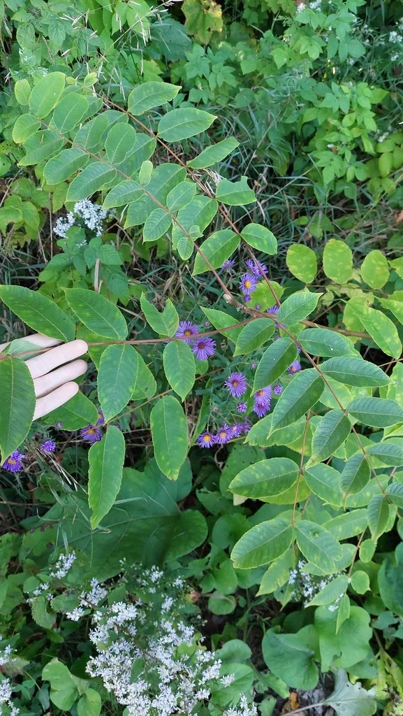 Juglans Nigra