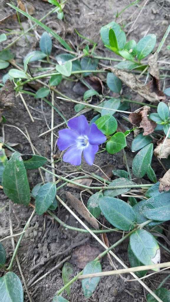 Vinca Minor