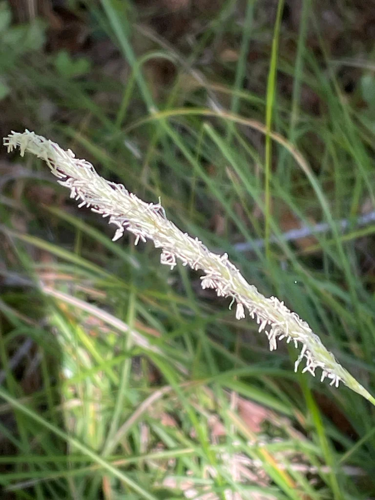 Sesleria autumnalis