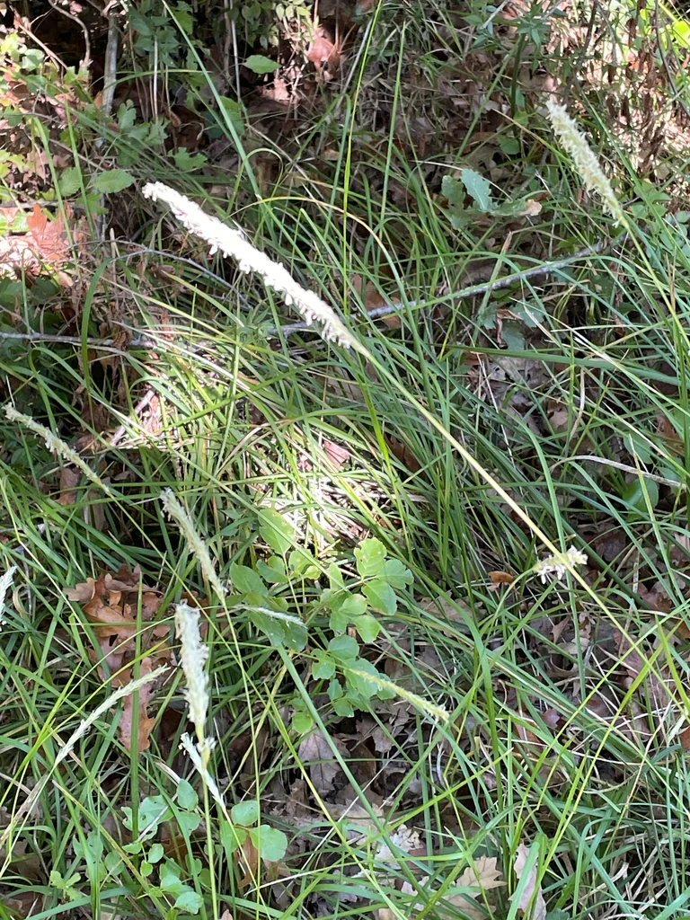 Sesleria autumnalis
