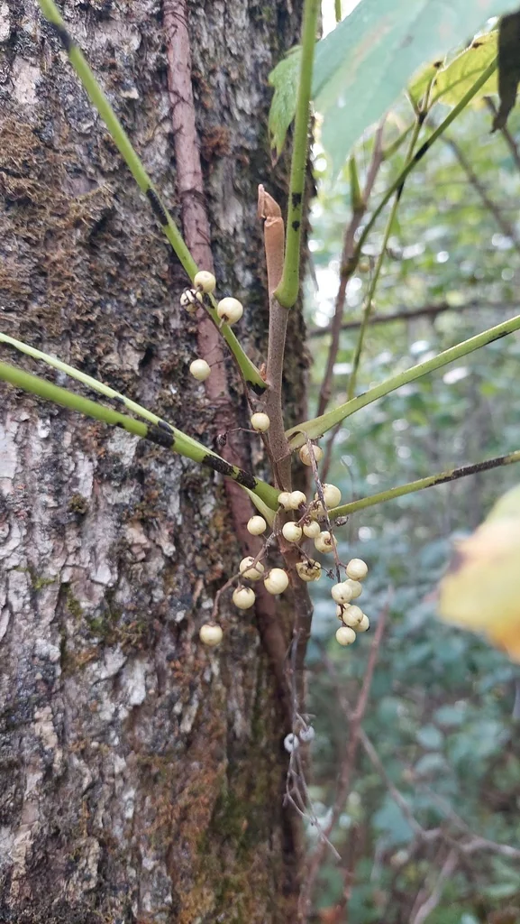 Toxicodendron Radicans