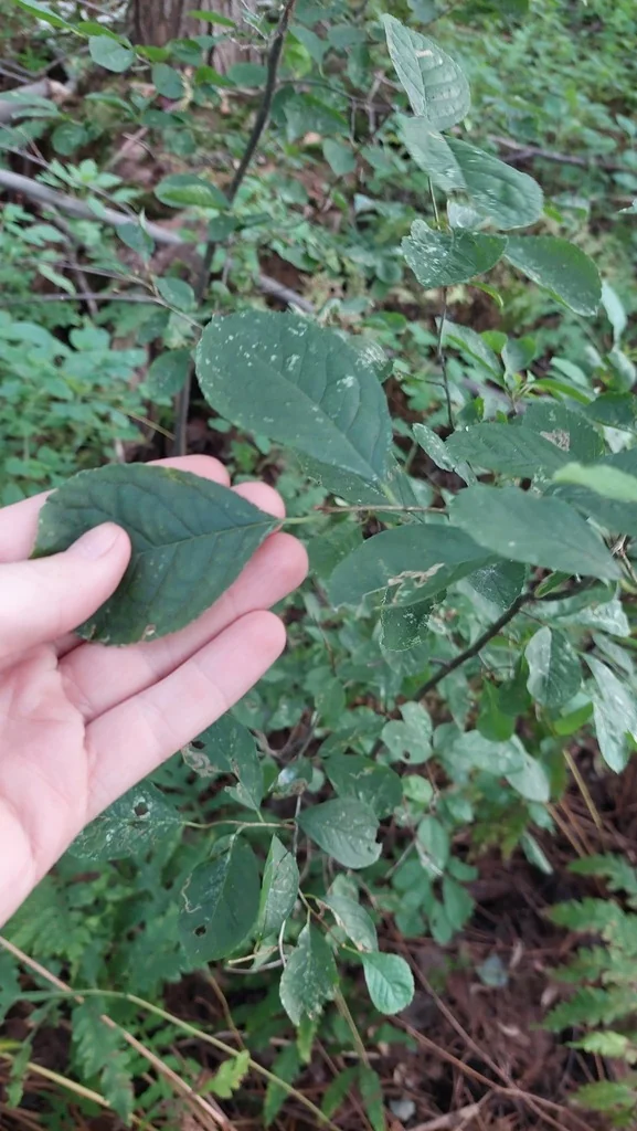 Ilex verticillata