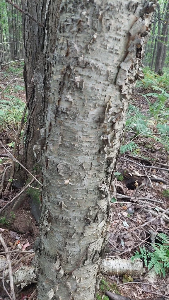 Betula Alleghaniensis
