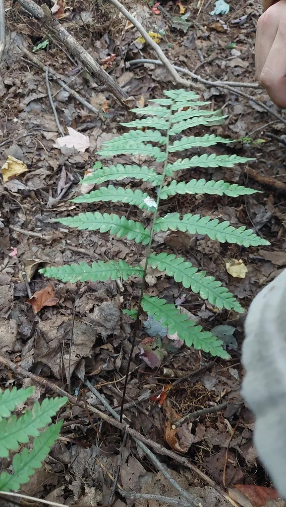 Woodwardia Virginica