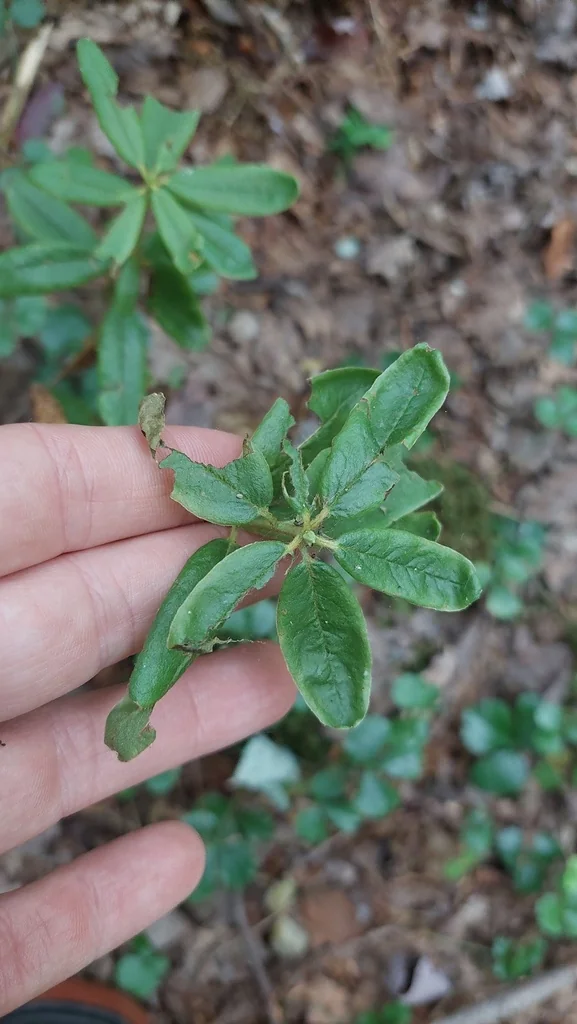Rhododendron Groenlandicum