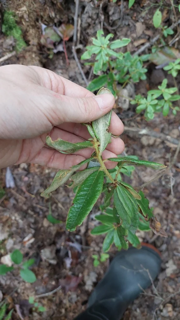 Rhododendron Groenlandicum
