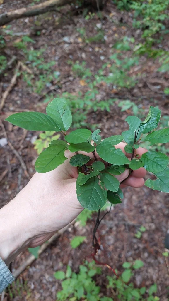 Rhamnus frangula