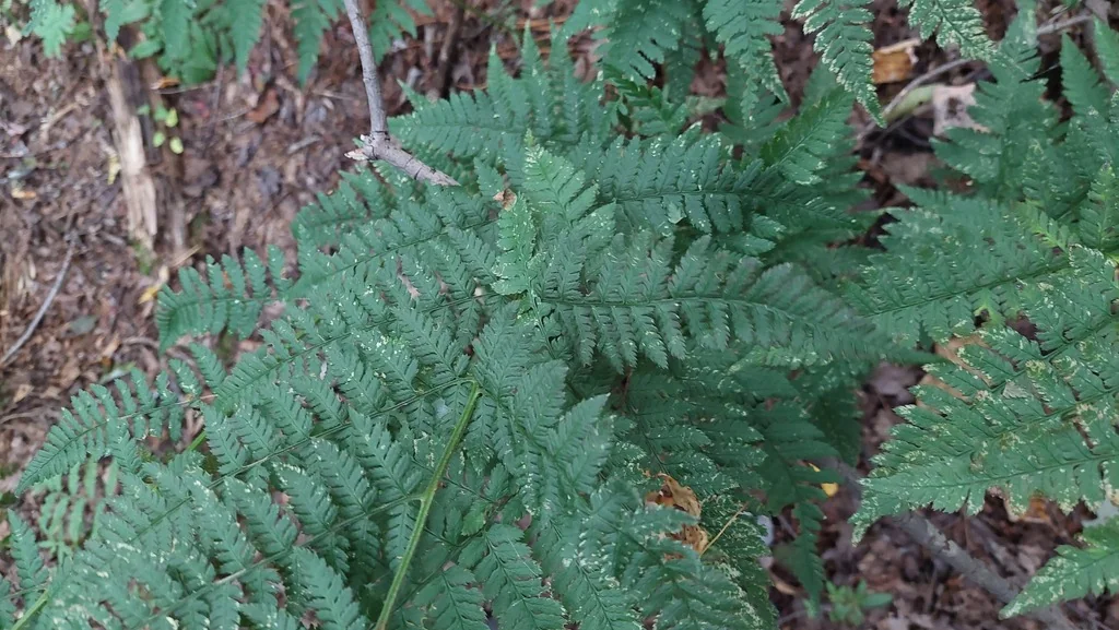 Dryopteris Intermedia