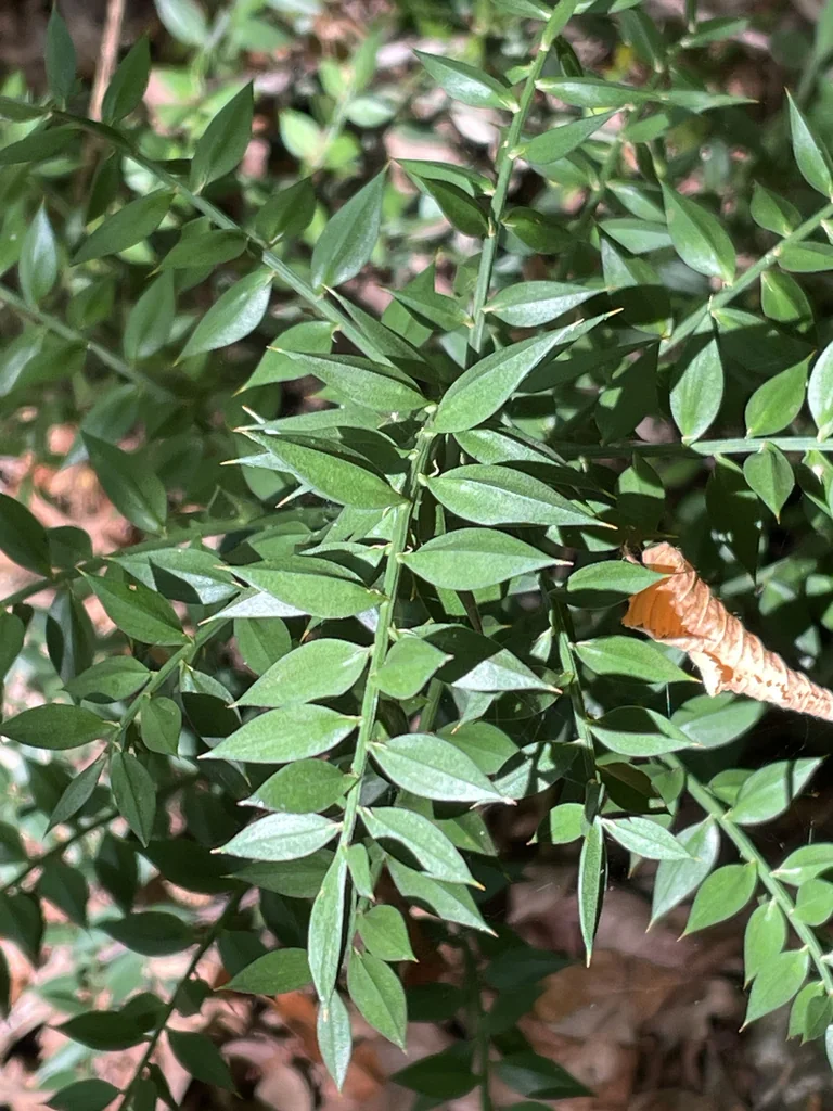 Ruscus Aculeatus