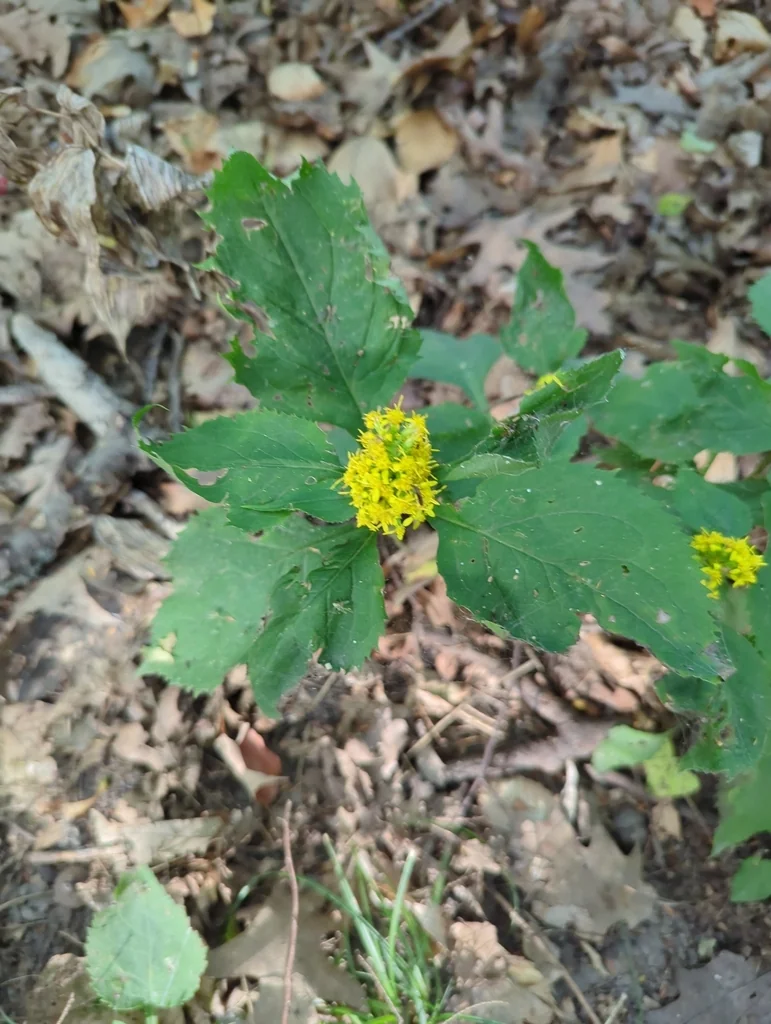 Solidago Flexicaulis
