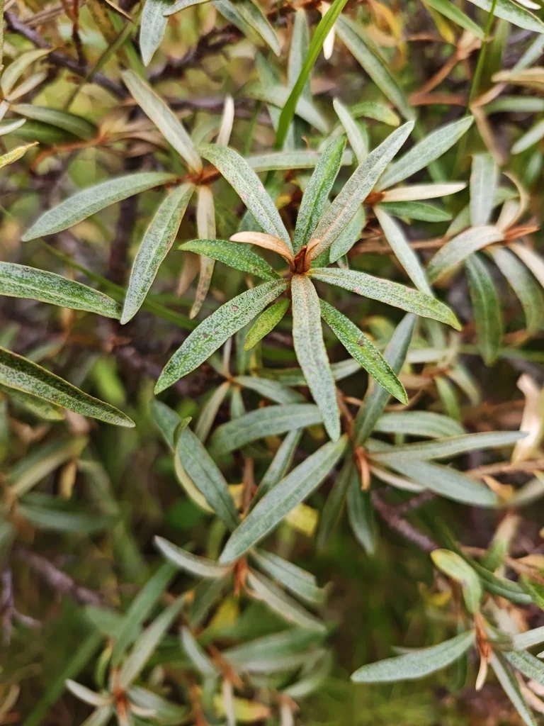 Hippophae Rhamnoides
