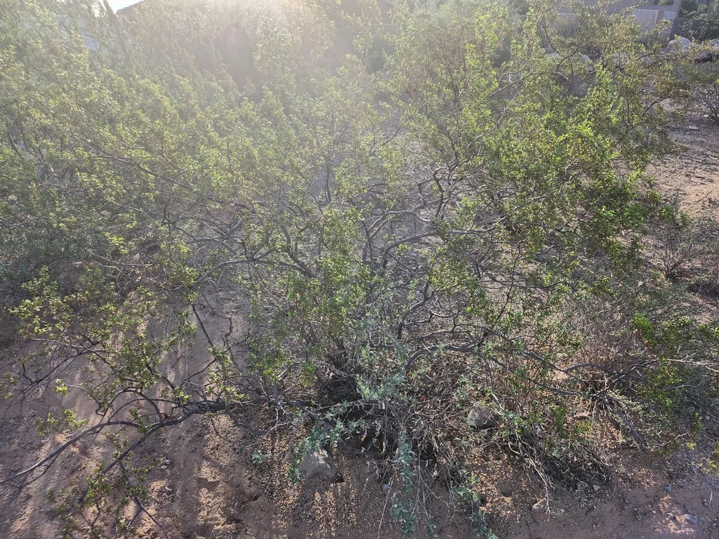 Larrea Tridentata