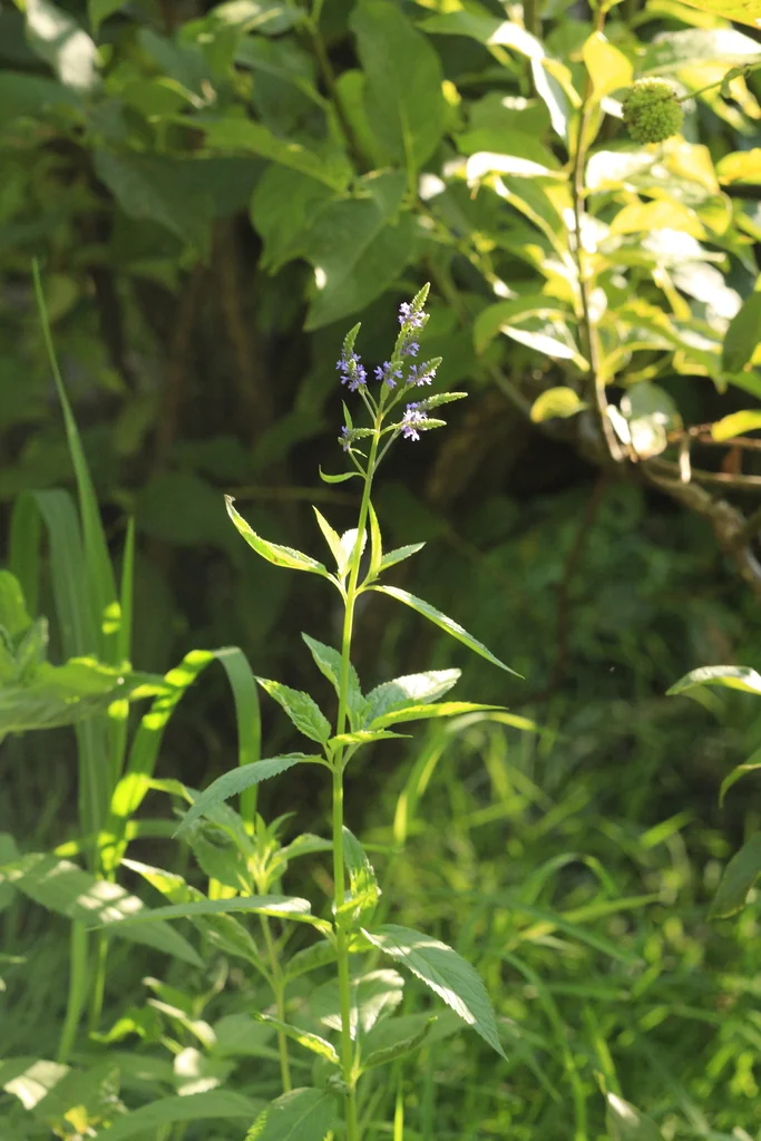 Verbena Hastata