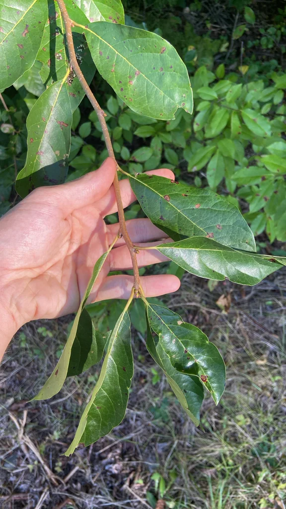 Nyssa Sylvatica