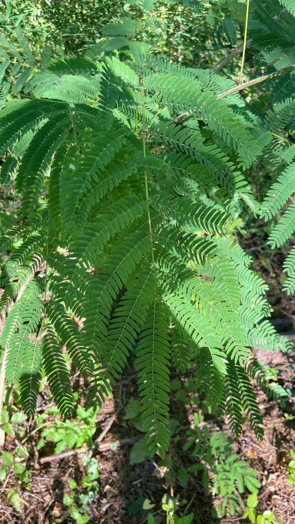 Albizia Julibrissin