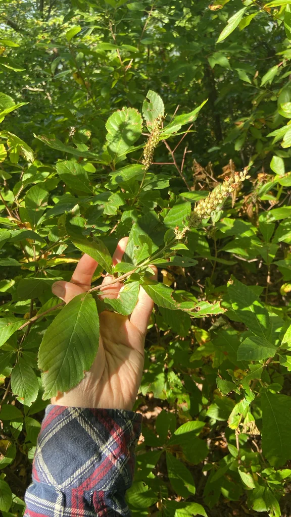Clethra Alnifolia
