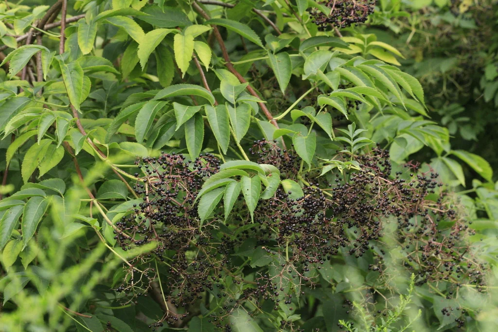 Sambucus Canadensis