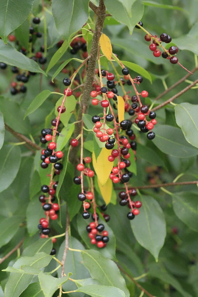 Prunus Serotina