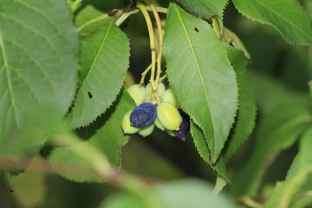 Viburnum Lentago