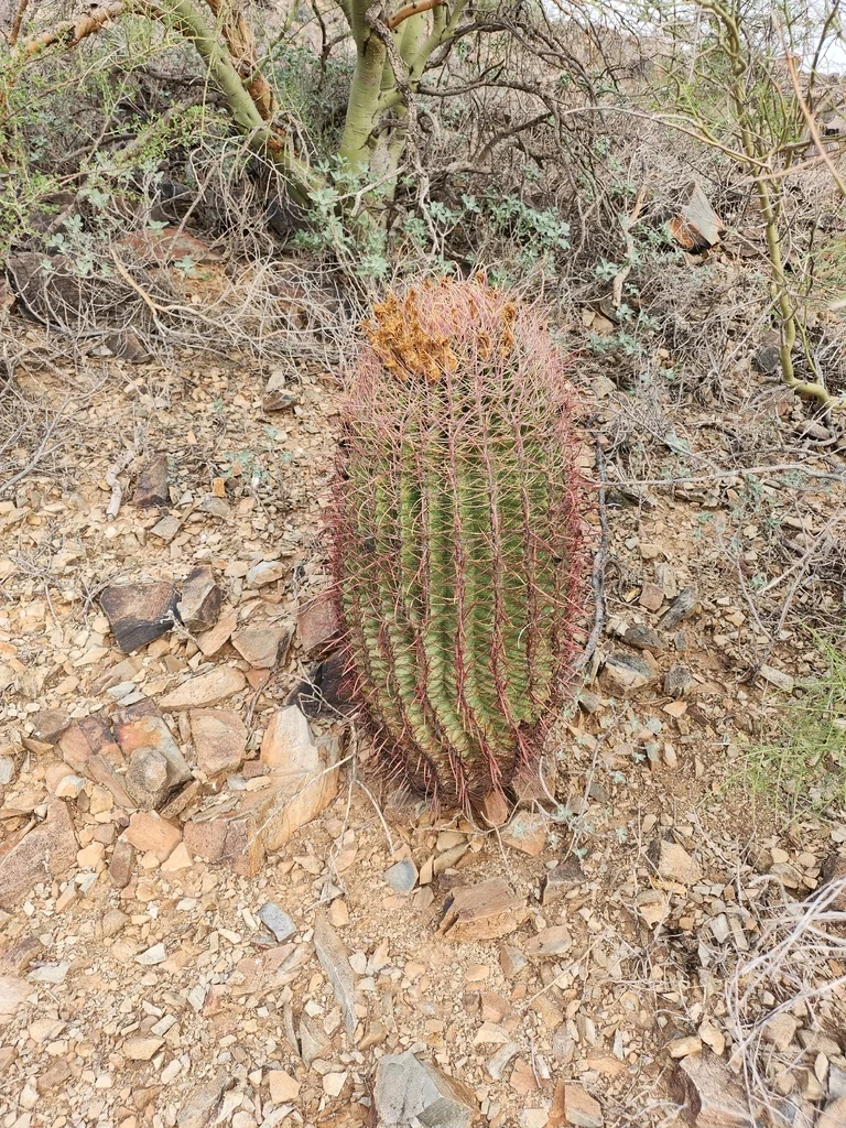 Ferocactus Cylindraceus